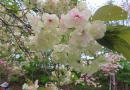 うこん桜